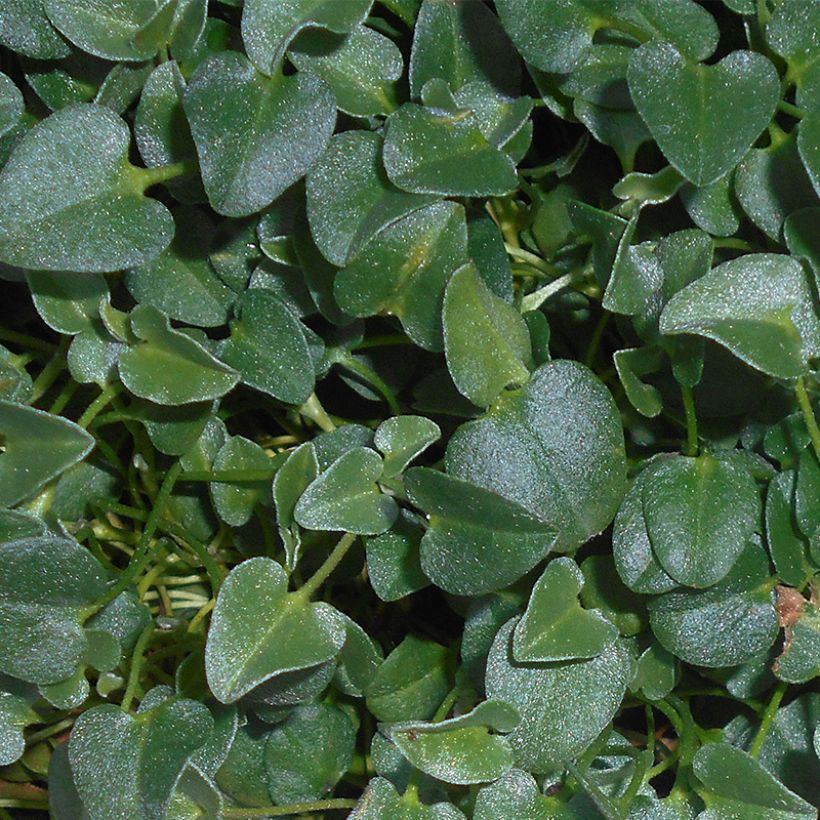 Falkia repens (Foliage)