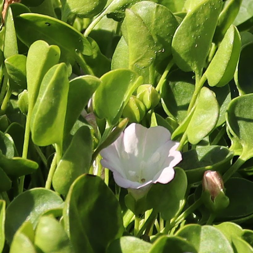 Falkia repens (Flowering)