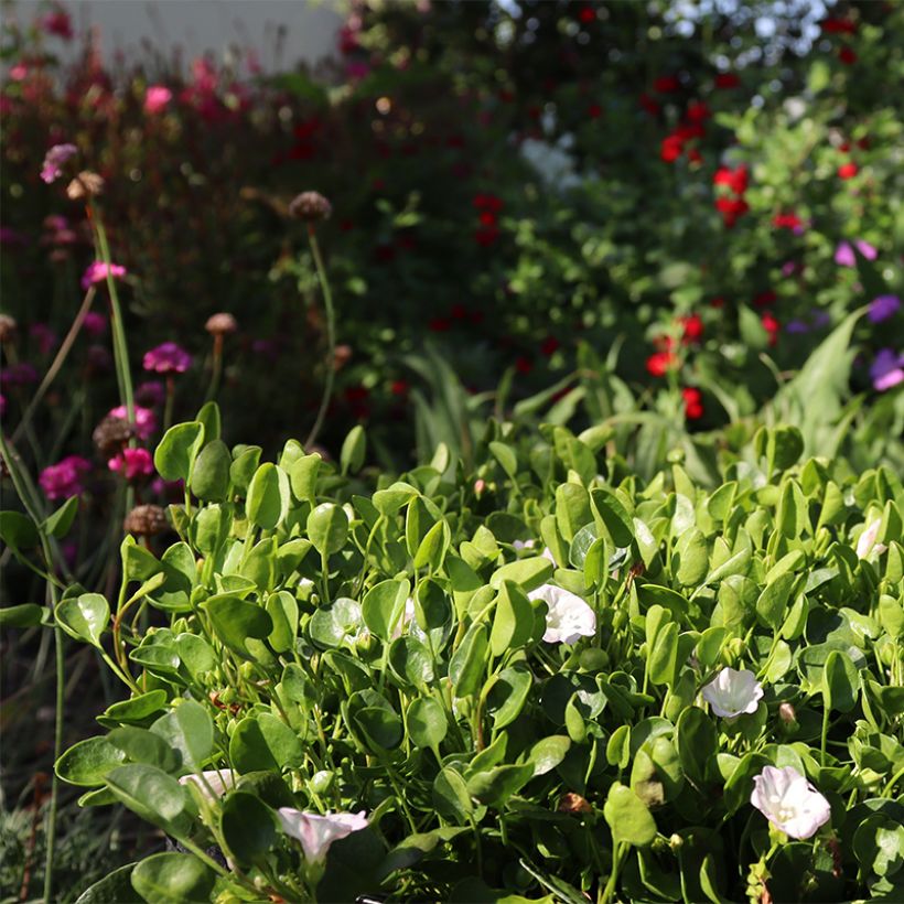 Falkia repens (Plant habit)