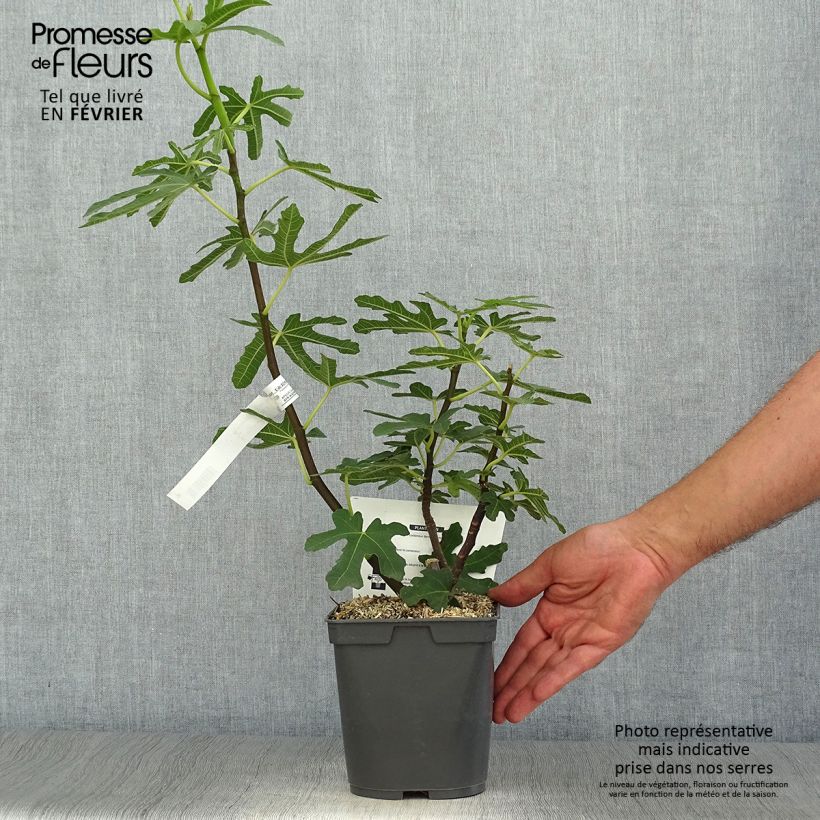 Esemplare di Figuier Marseillaise - Ficus carica    Pot de 2L/3L come consegnato in autunno