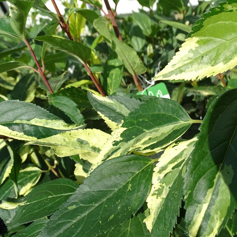 Forsizia Variegata (Fogliame)