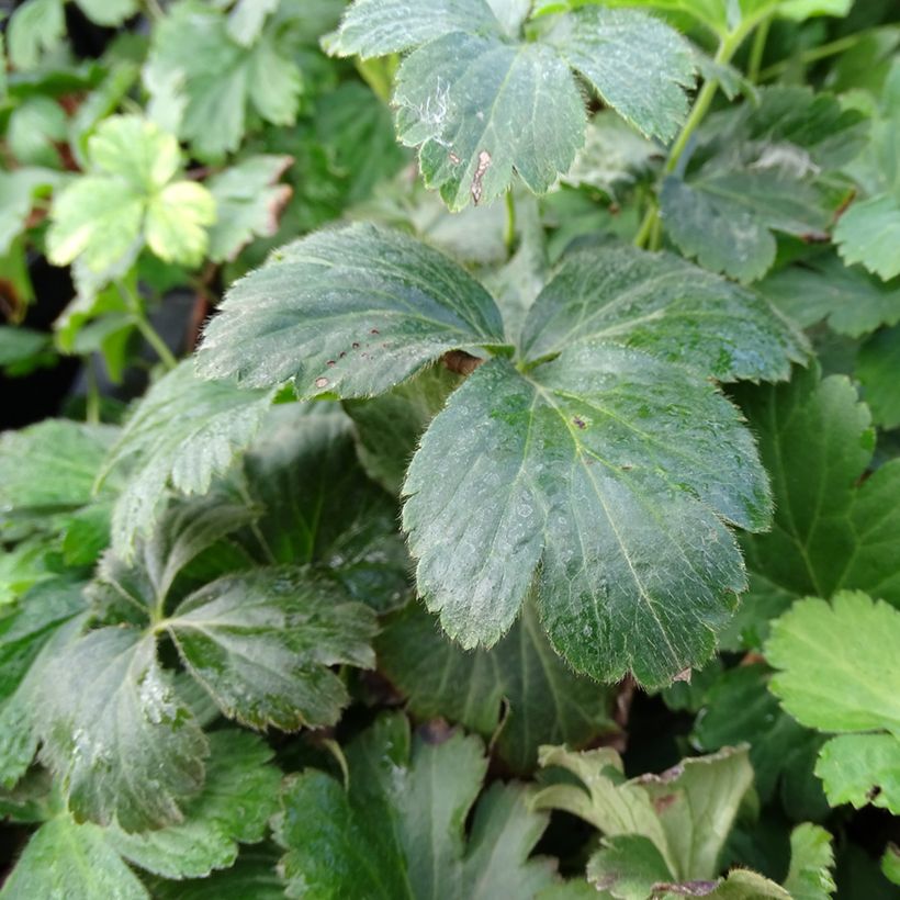 Waldsteinia ternata - Fragola sterile (Foliage)