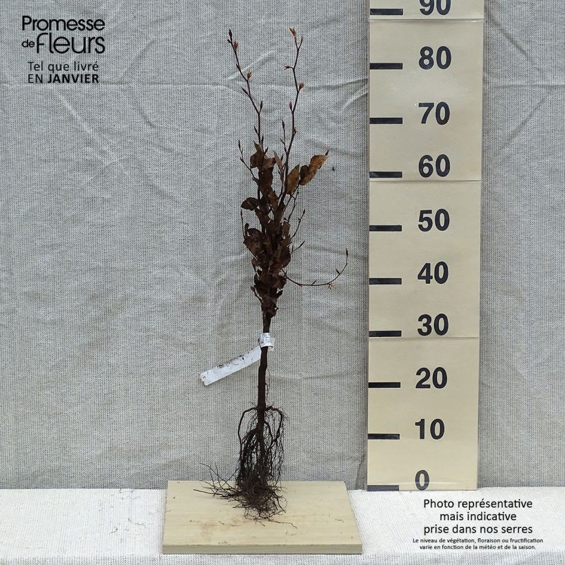 Example of Fagus sylvatica Atropurpurea - Faggio ramato Piante piccole a radice nuda as you get in hiver