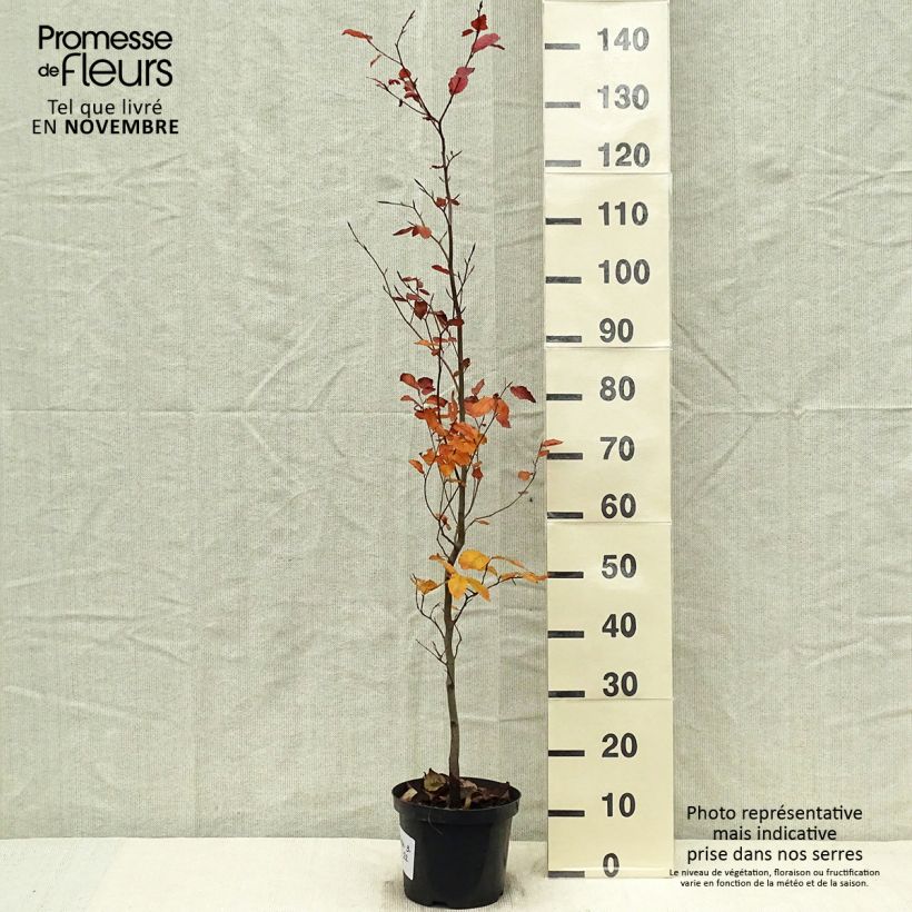 Esemplare di Fagus sylvatica Atropurpurea - Faggio ramato Vaso da 4L/5L come consegnato in autunno
