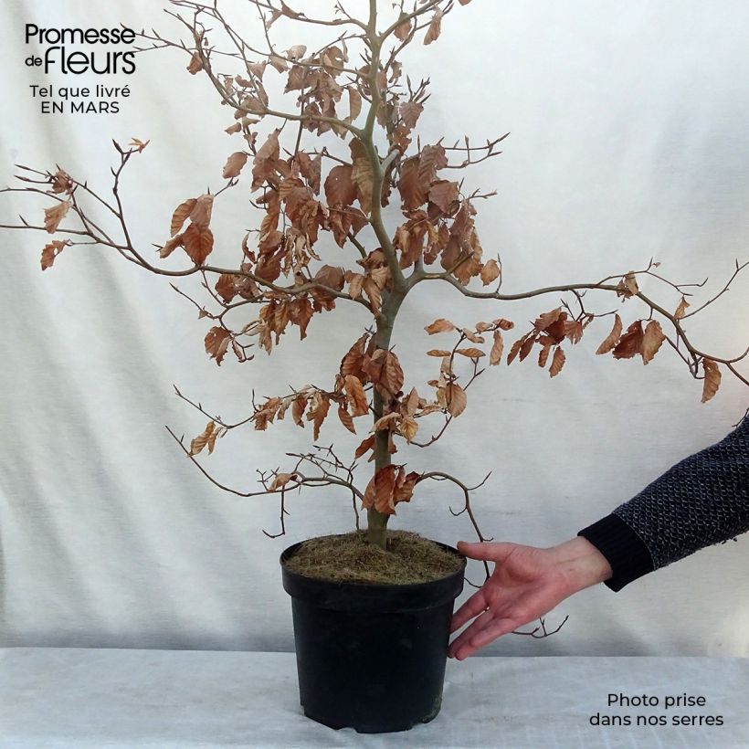 Example of Fagus sylvatica Atropurpurea - Faggio ramato Vaso da 4L/5L as you get in printemps