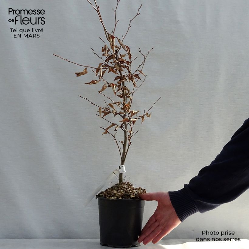 Example of Fagus sylvatica Atropurpurea - Faggio ramato Vaso da 2L/3L as you get in printemps