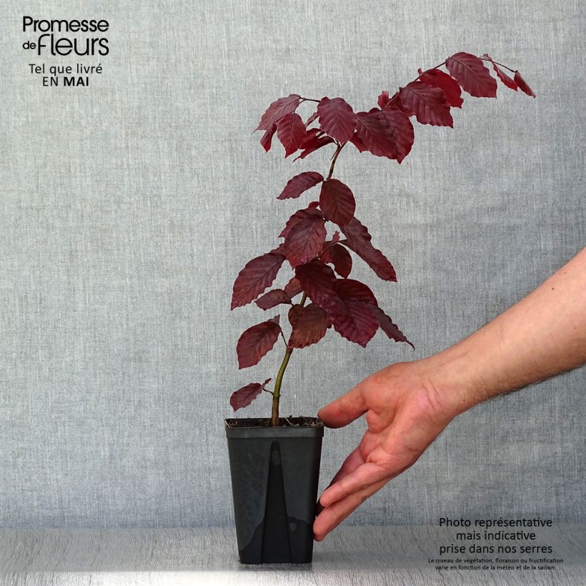 Example of Fagus sylvatica Atropurpurea - Faggio ramato Vasetto da 8/9 cm as you get in printemps