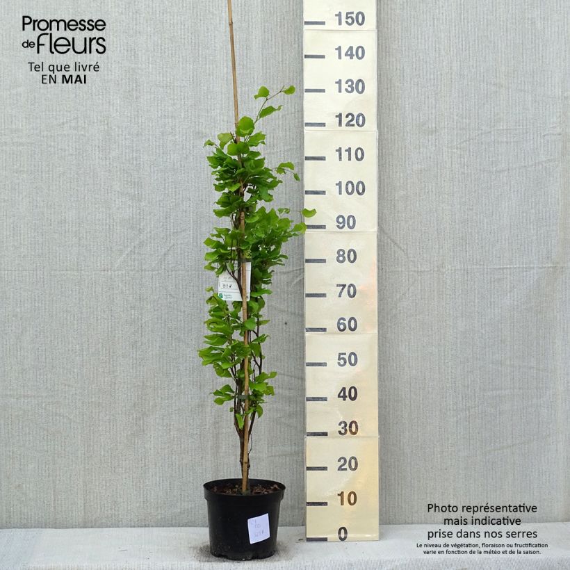 Example of Fagus sylvatica Dawyck Gold - Faggio fastigiato dorato Vaso da 4L/5L as you get in printemps