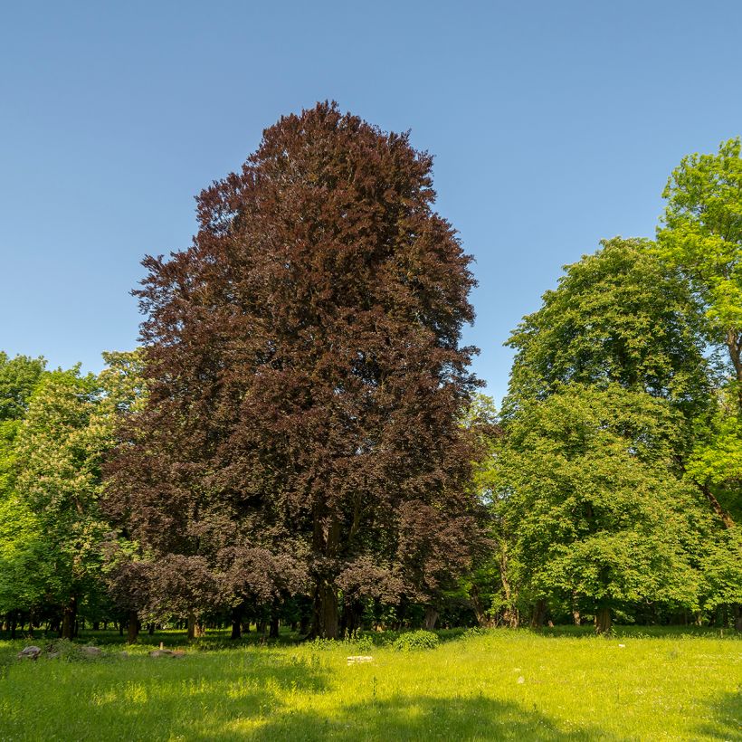Fagus sylvatica Dawyck Purple - Faggio fastigiato (Porto)