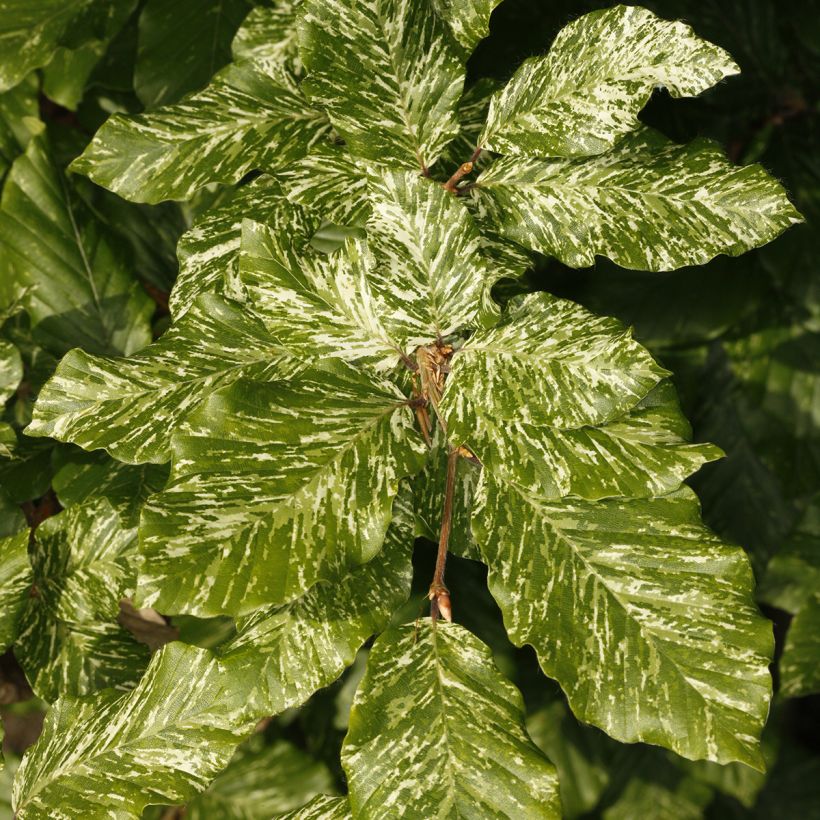 Fagus sylvatica Marmor Star - Faggio (Foliage)