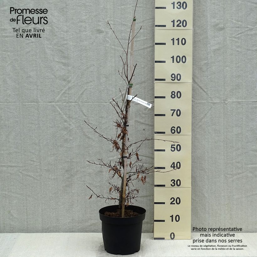 Fagus sylvatica Midnight Feather - Faggio Vaso da 4L/5L esemplare consegnato in primavera