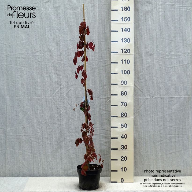 Fagus sylvatica Purple Fountain - Faggio Vaso da 4L/5L esemplare consegnato in primavera