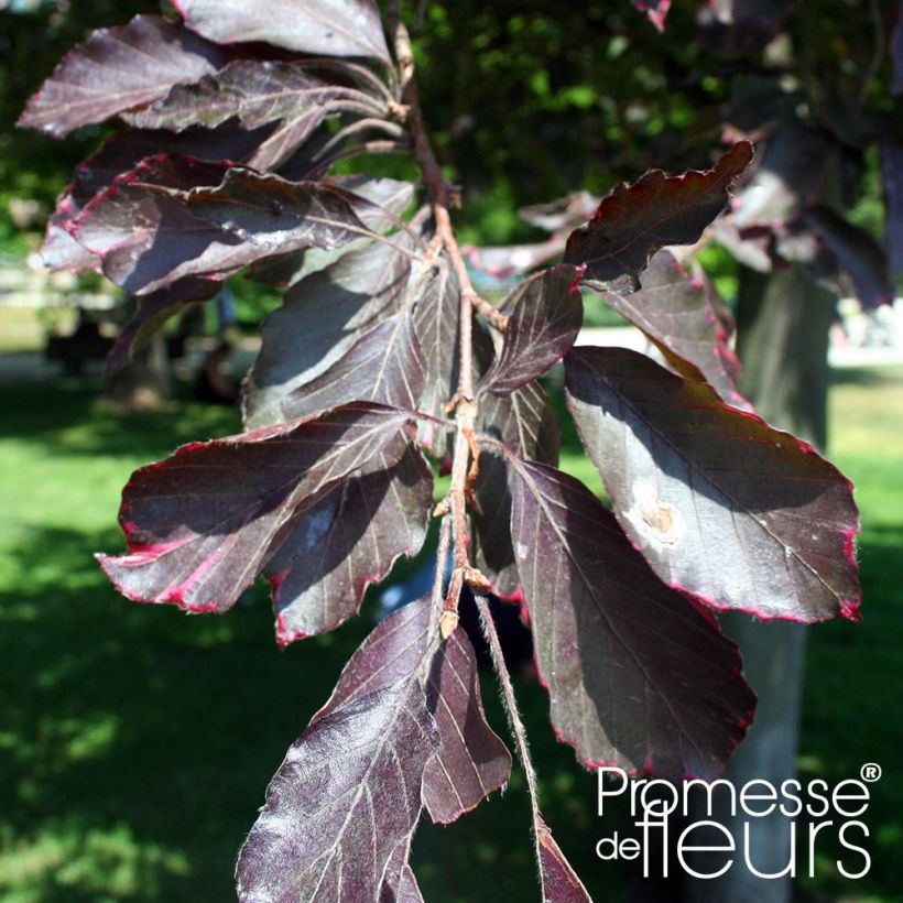 Fagus sylvatica Purpurea Pendula - Faggio (Foliage)