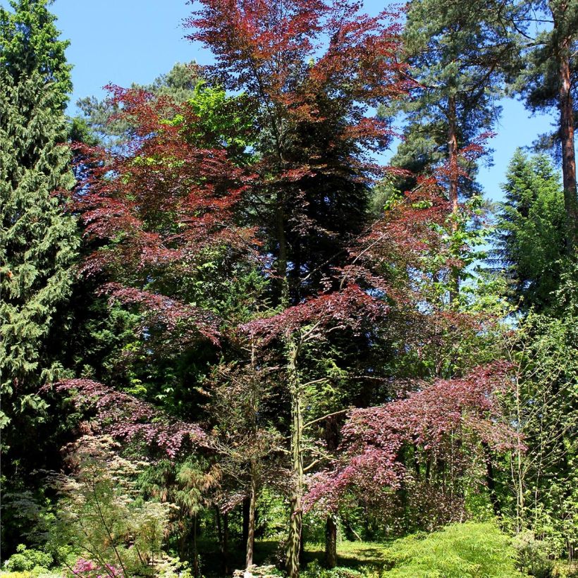 Fagus sylvatica Purpurea Tricolor - Faggio tricolore (Porto)