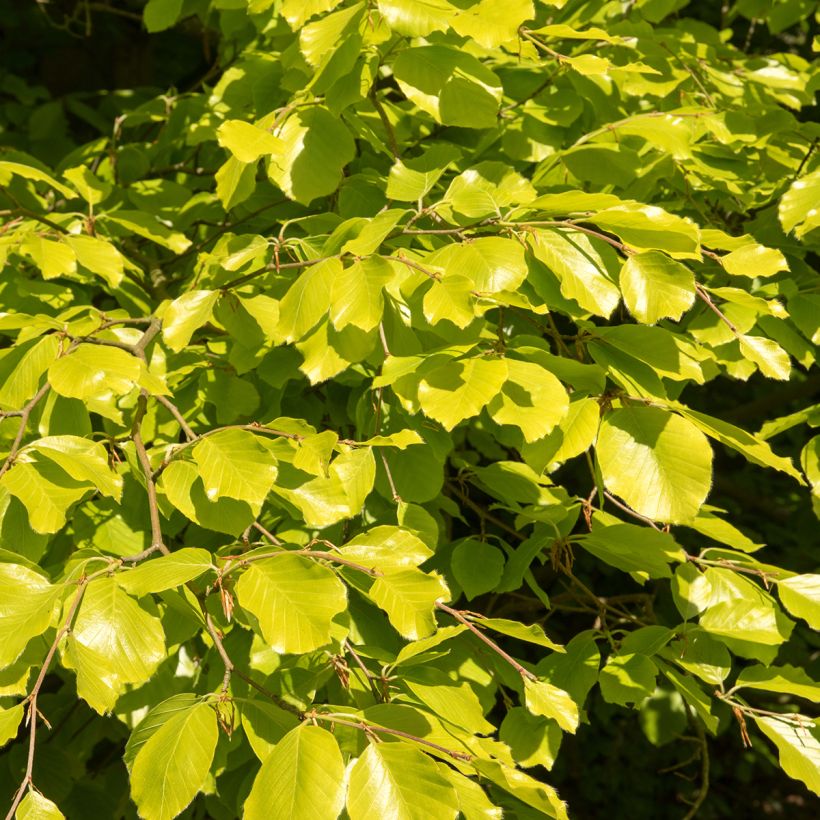 Fagus sylvatica Zlatia - Faggio dorato (Foliage)