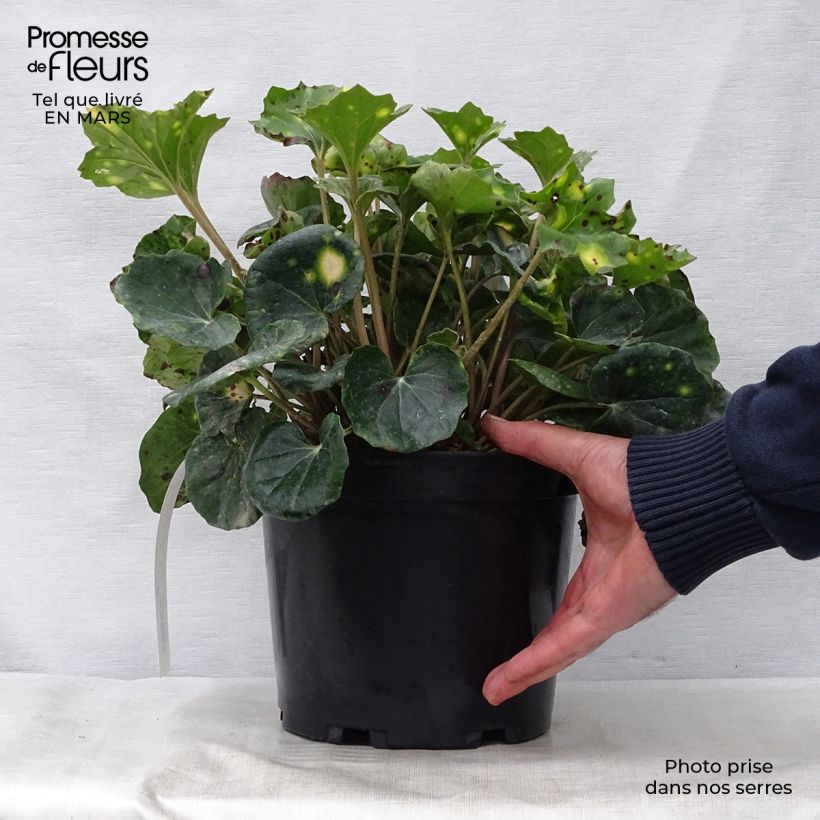 Farfugium japonicum Aureomaculatum Vaso da 3L/4L esemplare consegnato in primavera