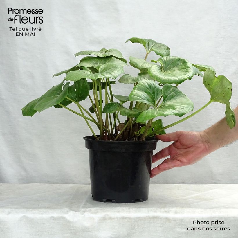 Example of Farfugium japonicum Gigantea Vaso da 3L/4L as you get in printemps