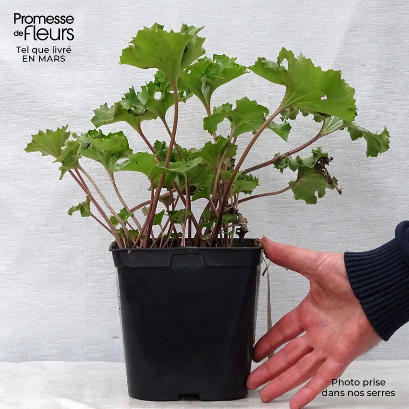 Example of Farfugium japonicum Wavy Gravy Vaso da 2L/3L as you get in printemps