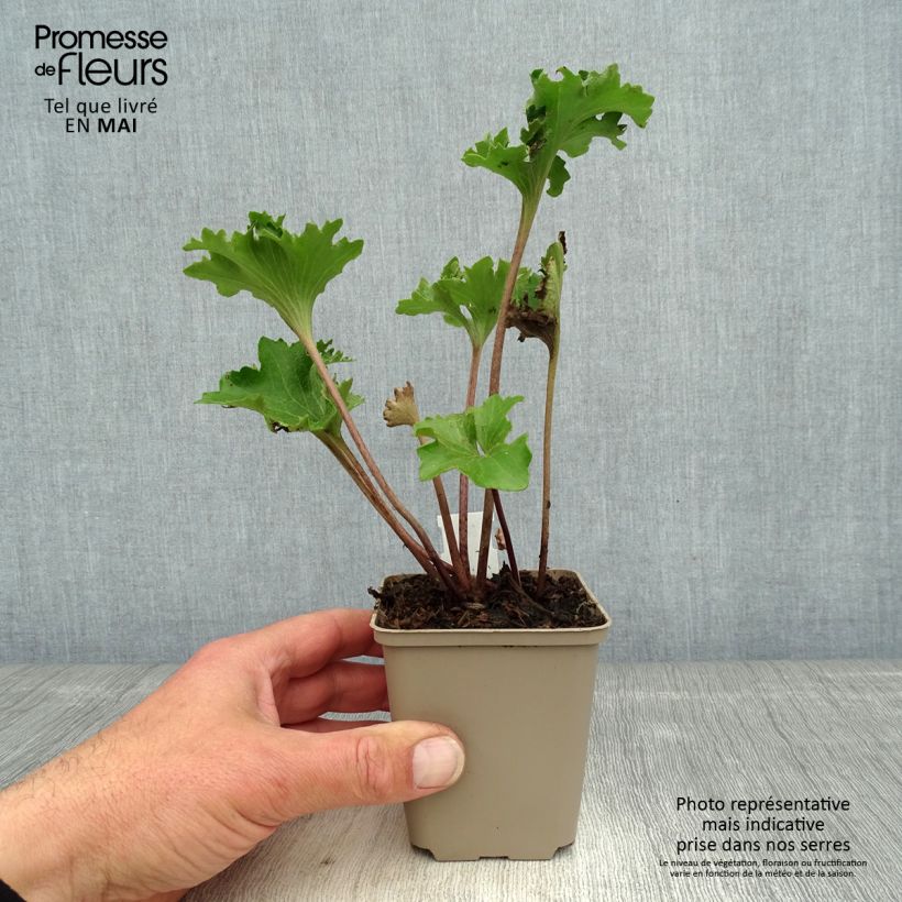 Example of Farfugium japonicum Wavy Gravy Vasetto da 8/9 cm as you get in printemps