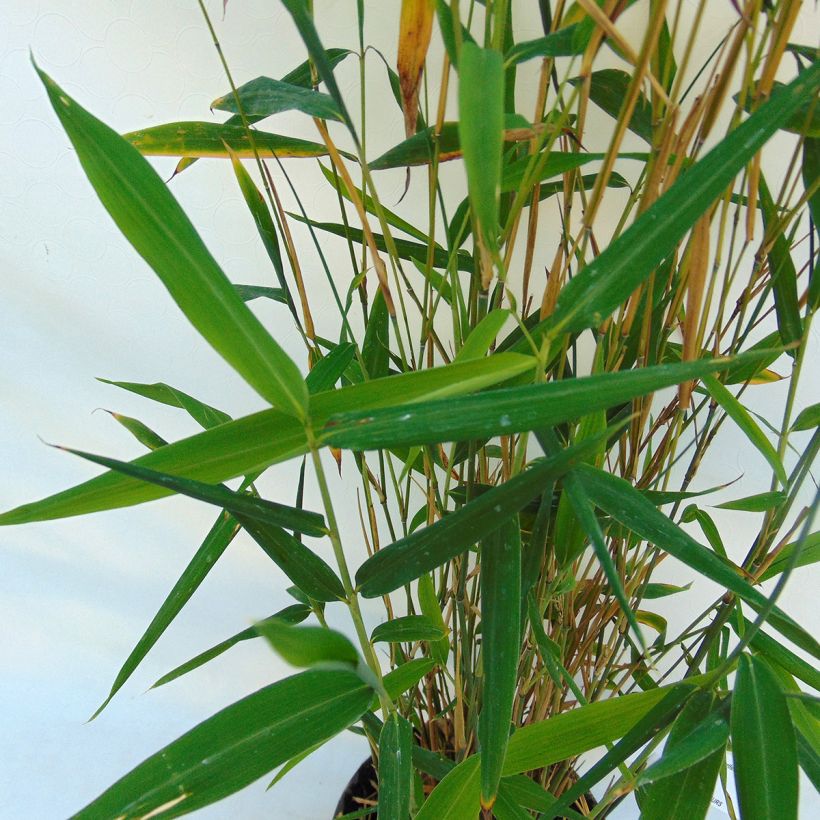 Fargesia papyrifera Blue Dragon (Foliage)