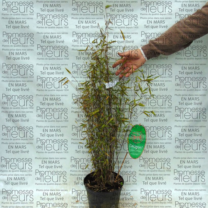 Esempio di esemplare Fargesia sp Sichuan Green Dragon Vaso da 2L/3L come consegnato