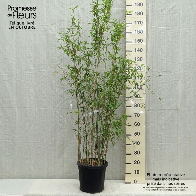 Fargesia Viking Vaso da 12L/15L esemplare consegnato in primavera