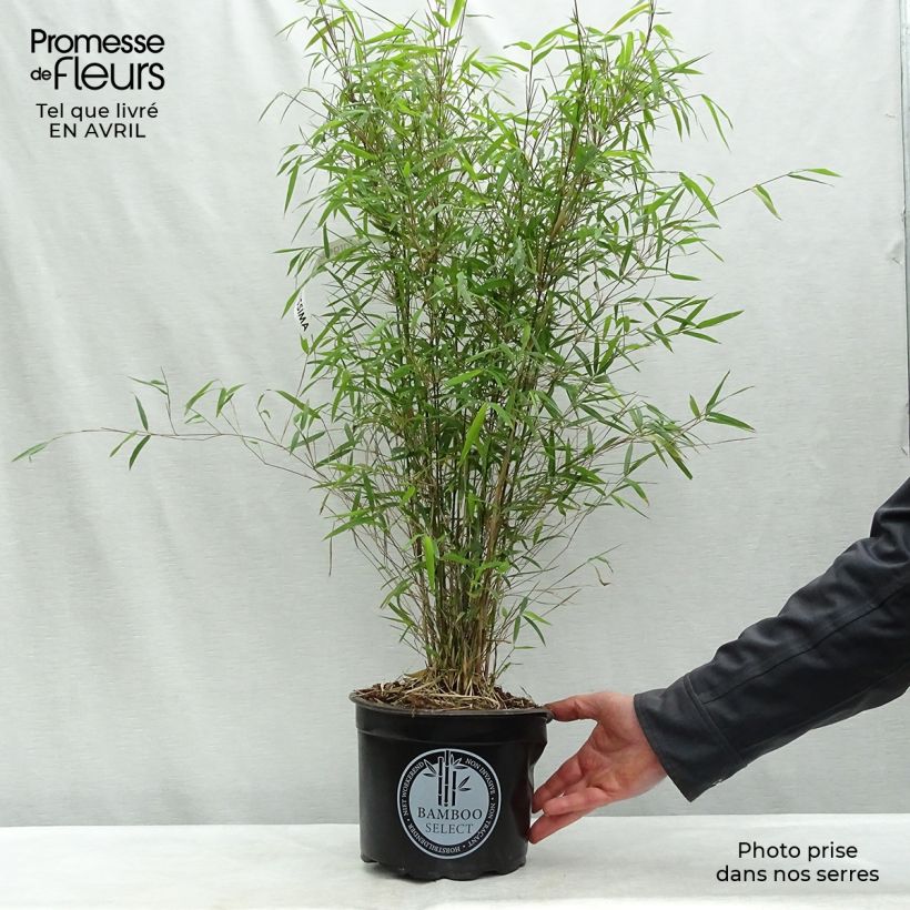 Example of Fargesia angustissima Vaso da 4L/5L as you get in printemps