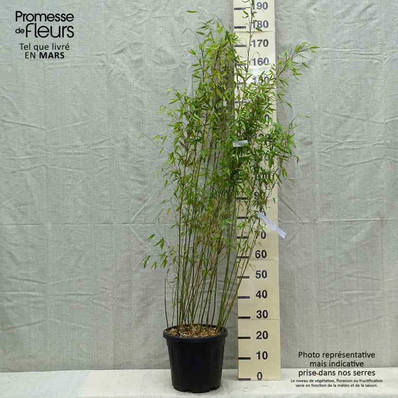 Fargesia denudata Lancaster 1 Vaso da 12L/15L esemplare consegnato in primavera