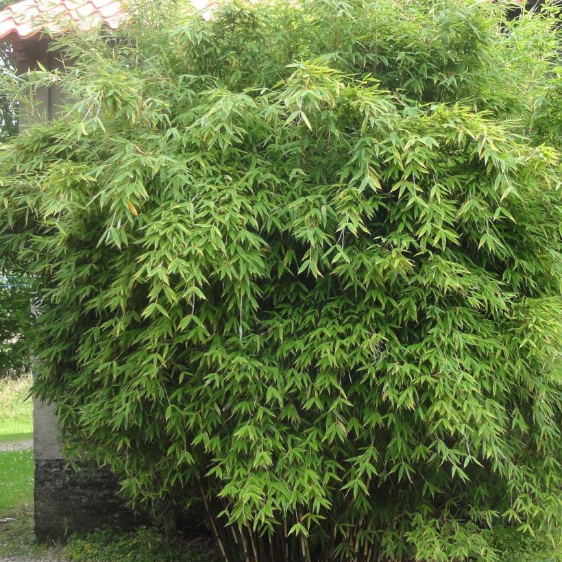 Fargesia murielae Dino (Plant habit)