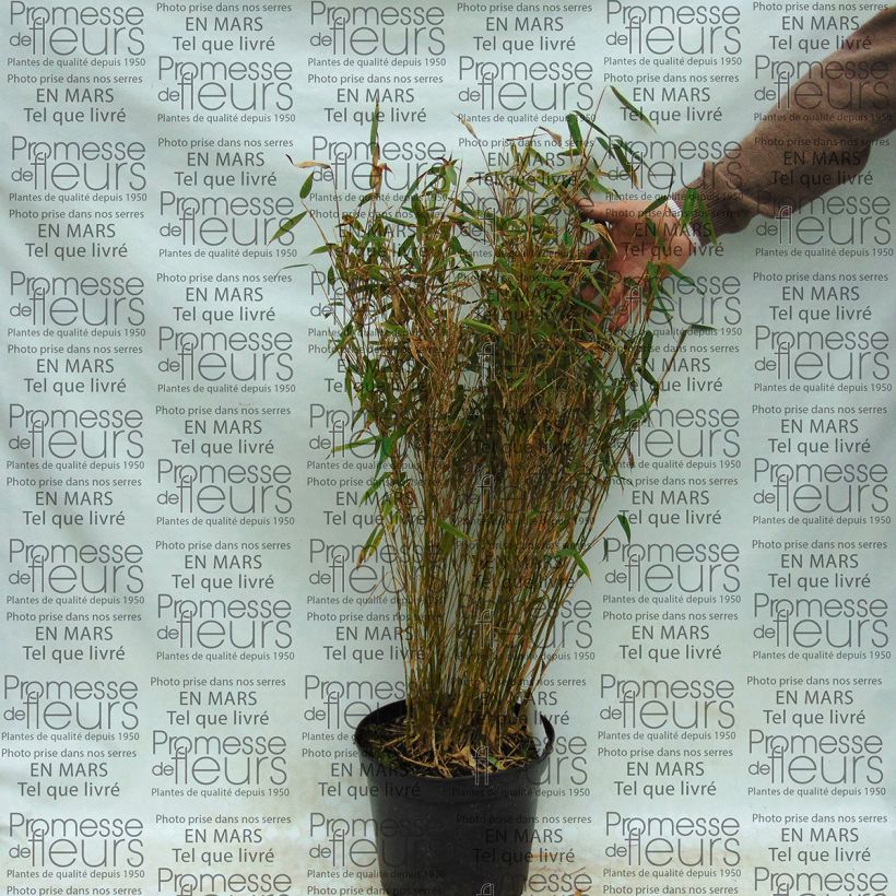 Example of Fargesia murielae Panda Vaso da 2L/3L as you get