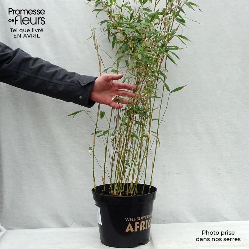 Fargesia nitida Great Wall Vaso da 7,5L/10L esemplare consegnato in primavera