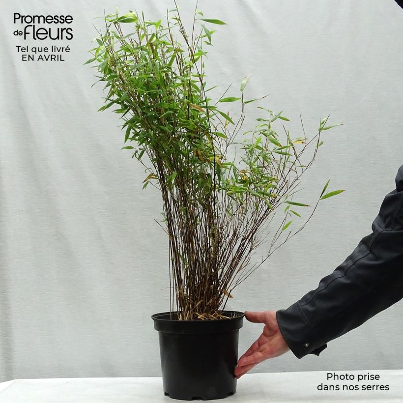 Example of Fargesia nitida Volcano Vaso da 4L/5L as you get in printemps