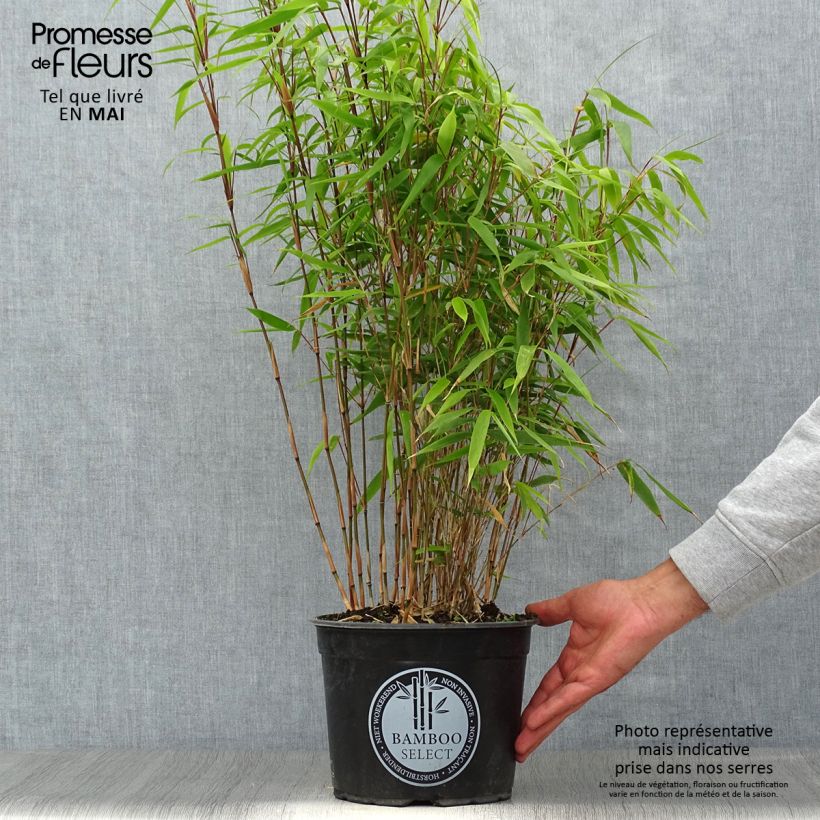 Example of Fargesia robusta Formidable Vaso da 4L/5L as you get in printemps