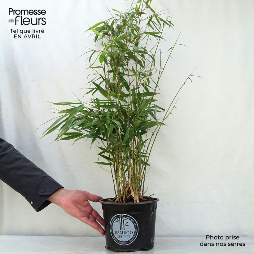 Example of Fargesia robusta Pingwu Vaso da 4L/5L as you get in printemps