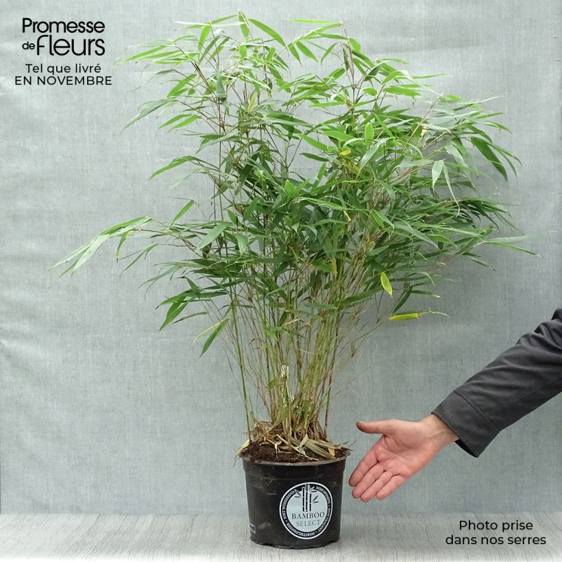 Esemplare di Fargesia robusta Pingwu Vaso da 4L/5L come consegnato in autunno