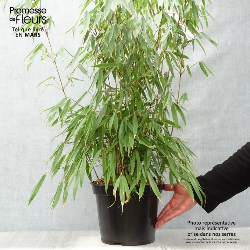 Example of Fargesia robusta Pingwu Vaso da 7,5L/10L as you get in printemps