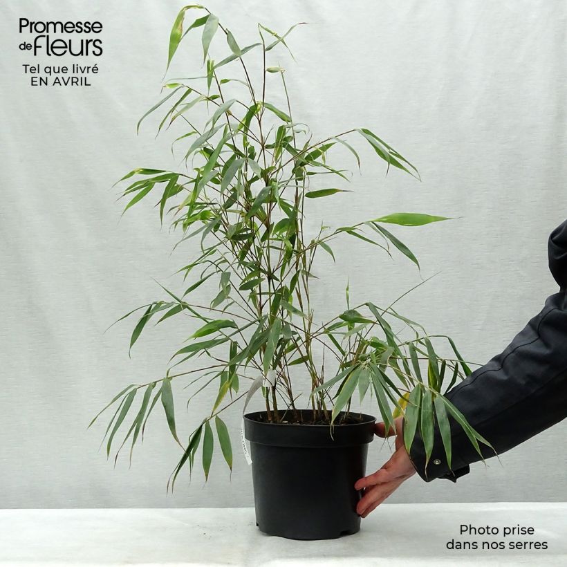 Example of Fargesia robusta Wolong Vaso da 4L/5L as you get in printemps