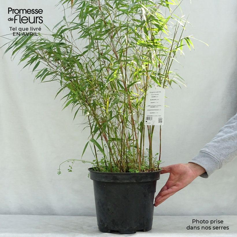 Example of Fargesia scabrida Asian wonder Vaso da 6L/7L as you get in printemps
