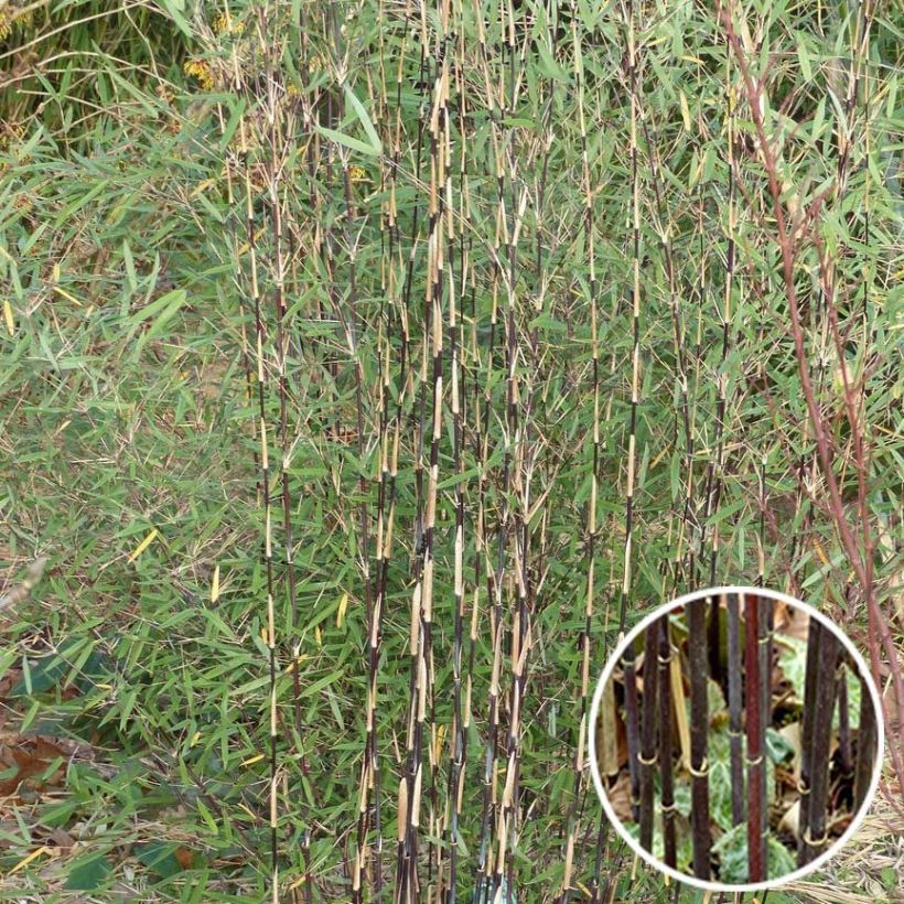 Fargesia sp Jiuzhaigou Deep Purple (Foliage)