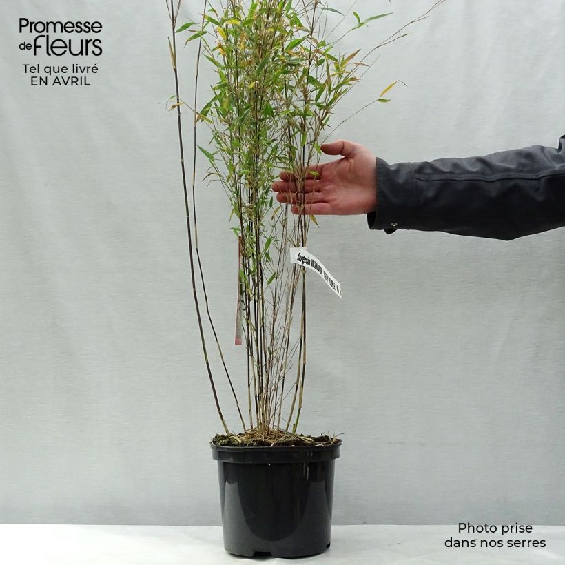 Example of Fargesia sp Jiuzhaigou Deep Purple Vaso da 4L/5L as you get in printemps