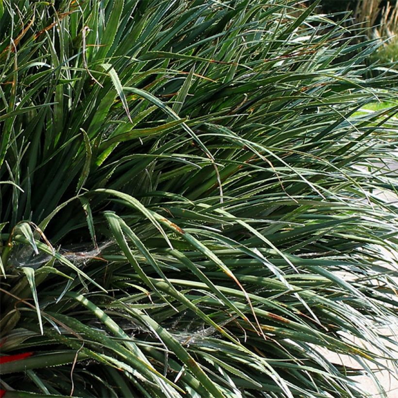 Fascicularia bicolor (Foliage)