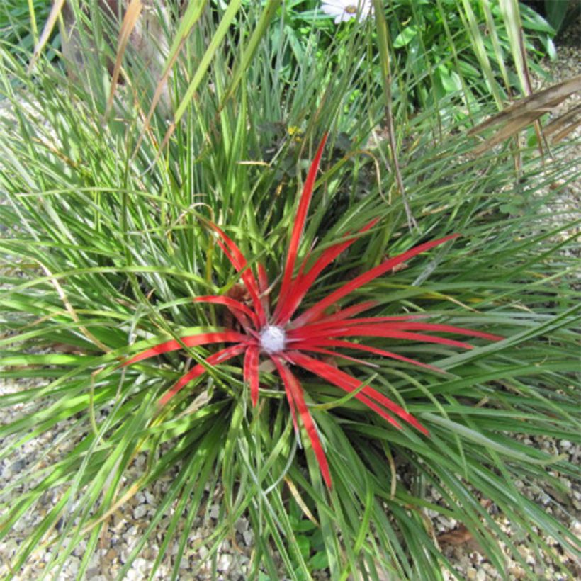 Fascicularia bicolor (Plant habit)