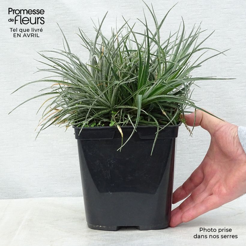 Example of Fascicularia bicolor Vaso da 2L/3L as you get in printemps