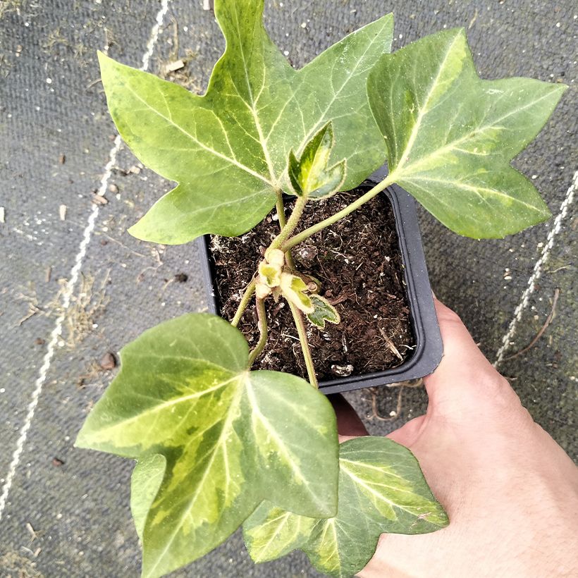 Fatshedera lizei Annemieke - Lierre arborescent panaché (Fogliame)
