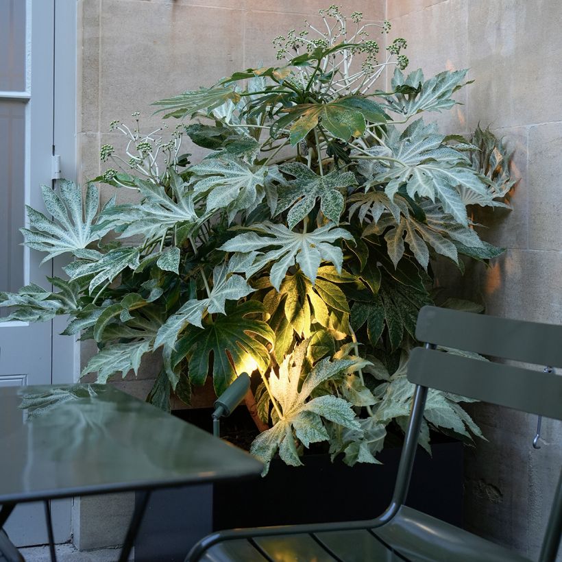 Fatsia japonica Spider's Web (Plant habit)
