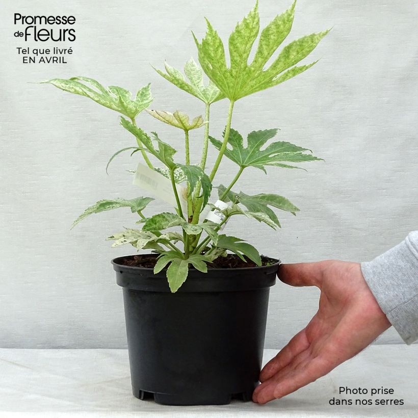 Example of Fatsia japonica Spider's Web Vaso da 2L/3L as you get in printemps