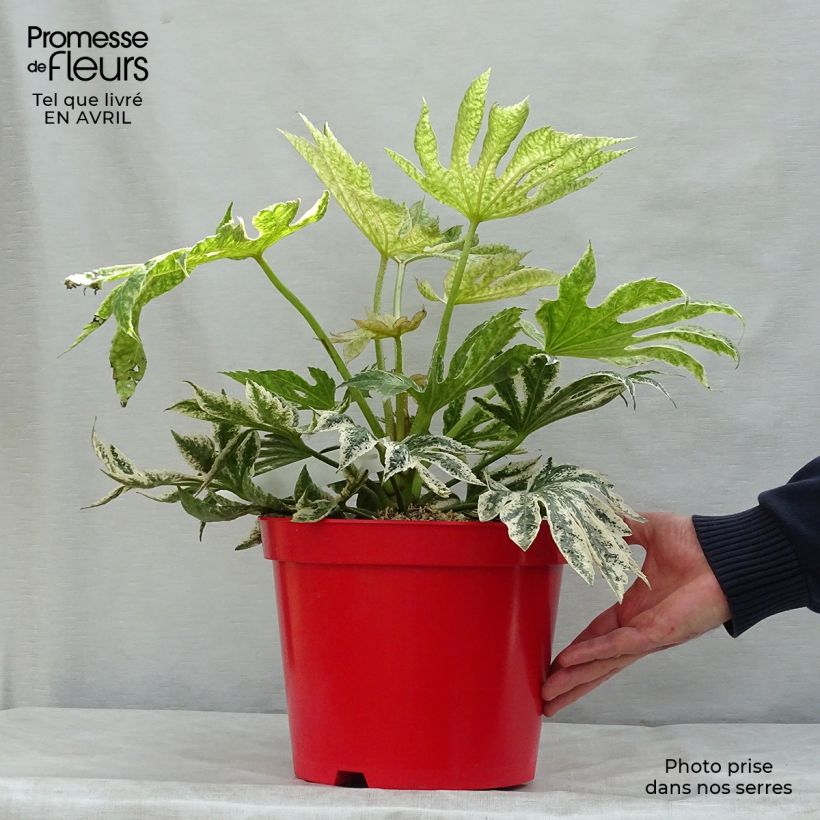 Example of Fatsia japonica Spider's Web Vaso da 6L/7L as you get in printemps