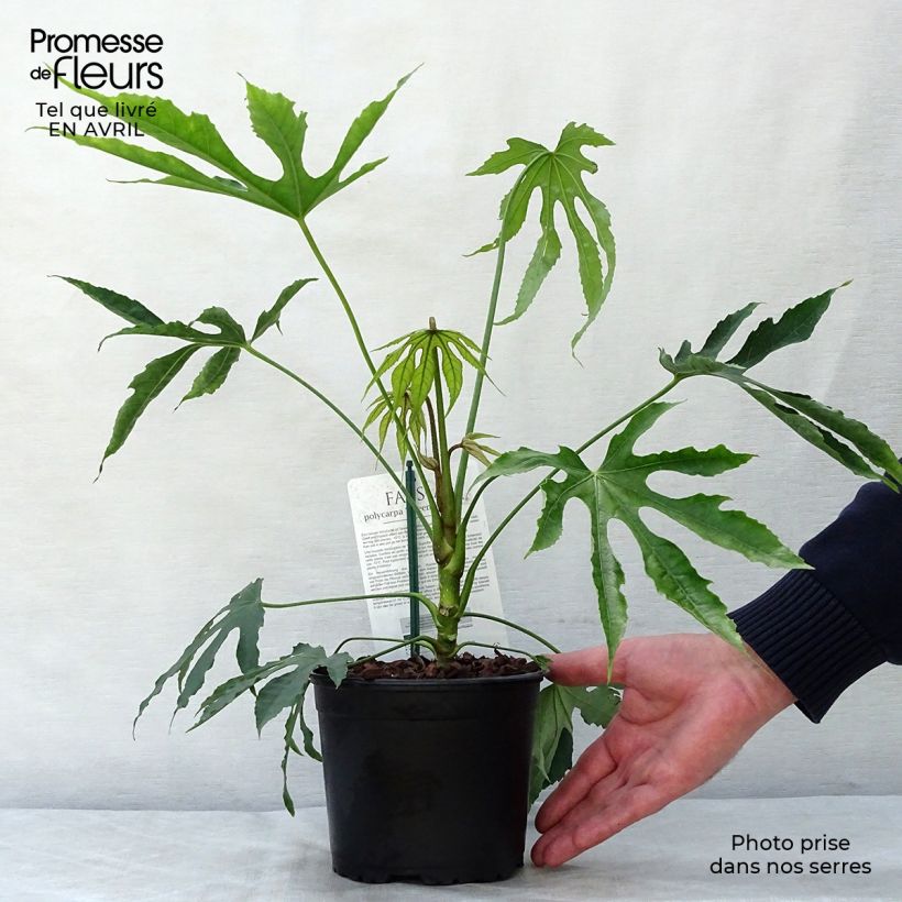 Example of Fatsia polycarpa Green Fingers Vaso da 2L/3L as you get in printemps