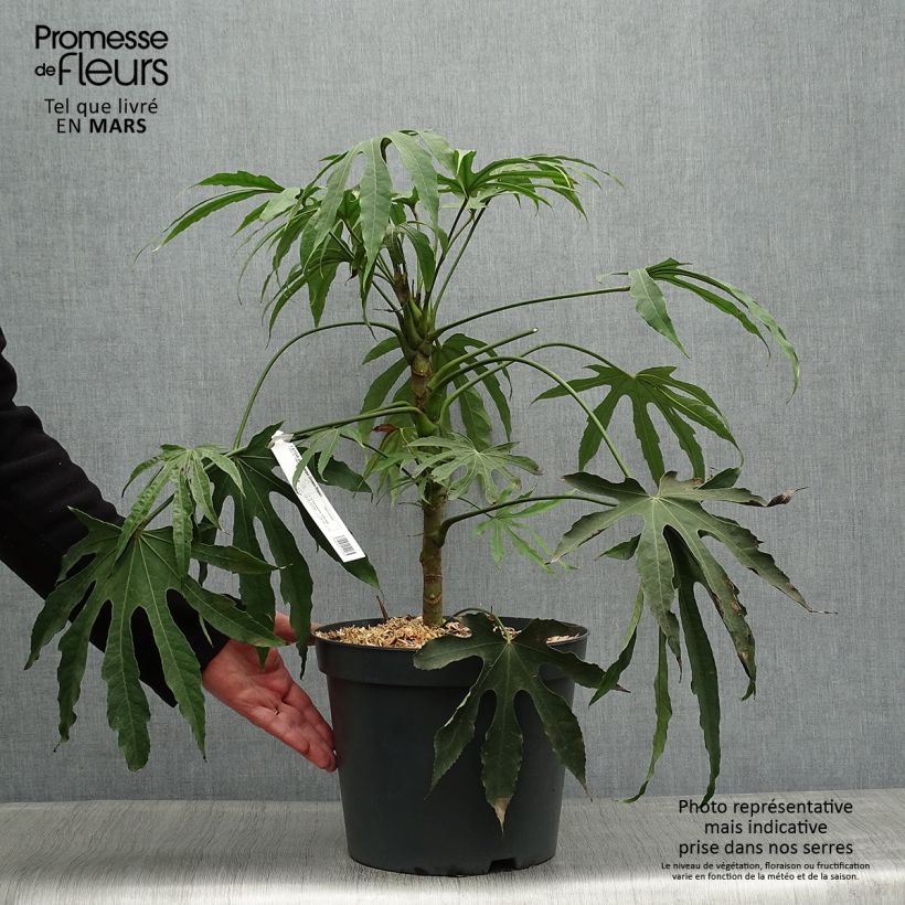 Example of Fatsia polycarpa Green Fingers Vaso da 6L/7L as you get in printemps