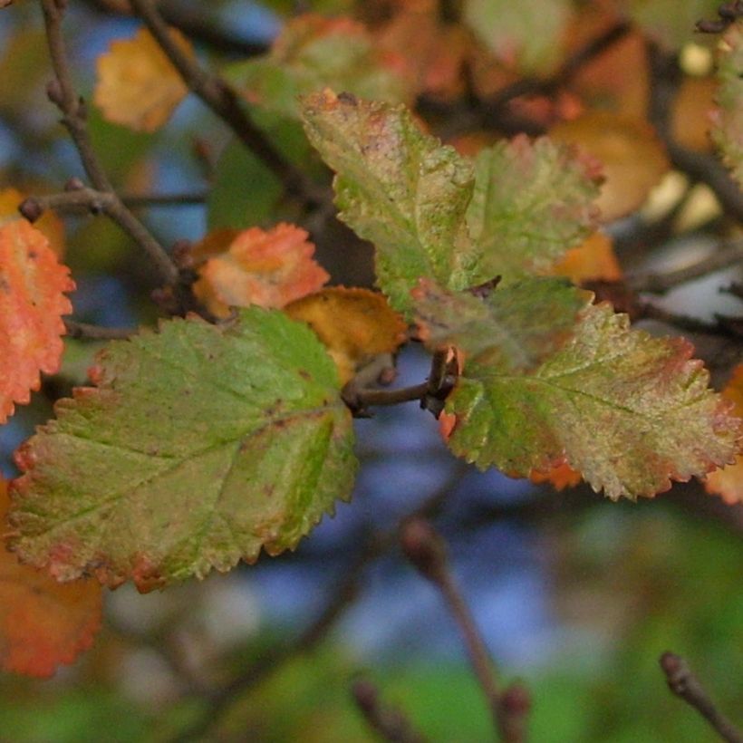 Nothofagus antarctica - Faggio australe (Fogliame)